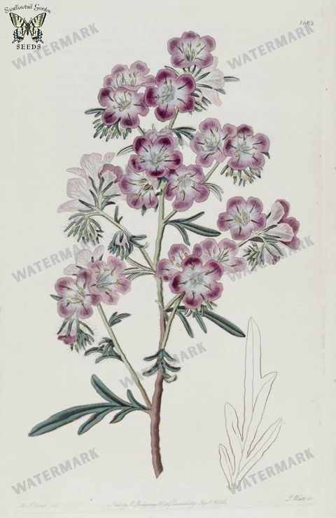 Botanical Vintage Prints