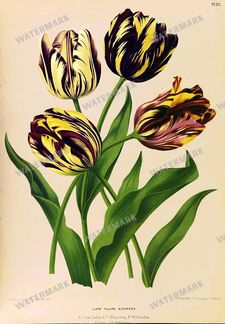Botanical Vintage Prints