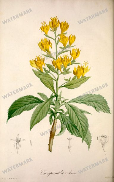 Botanical Vintage Prints