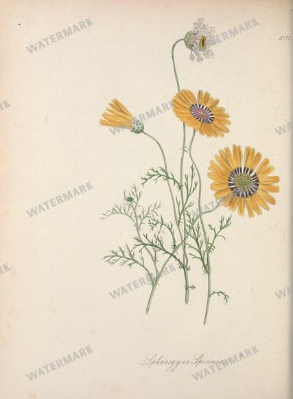 Botanical Vintage Prints