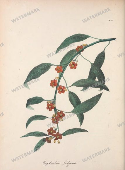 Botanical Vintage Prints