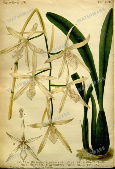 Botanical Vintage Prints