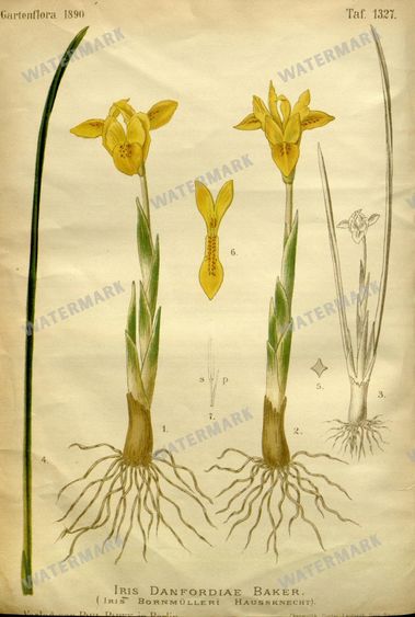 Botanical Vintage Prints