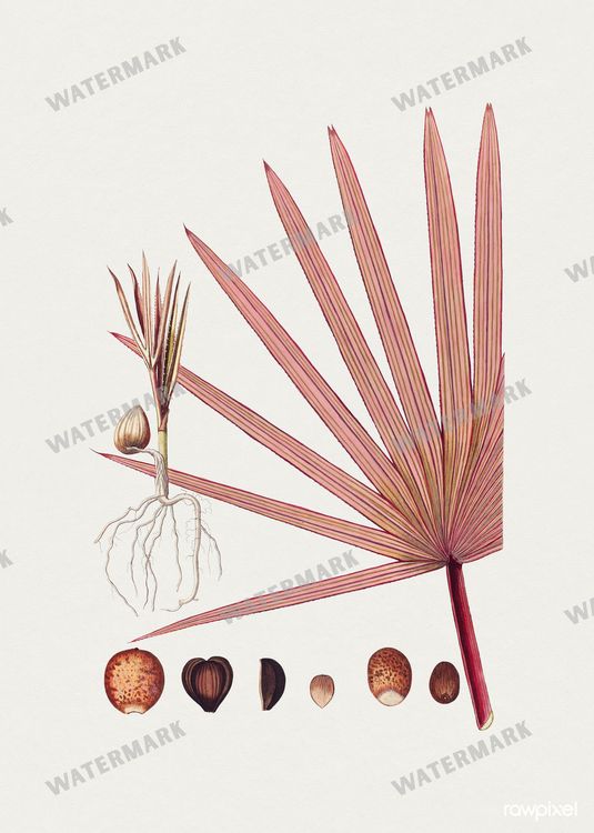 Botanical Vintage Prints