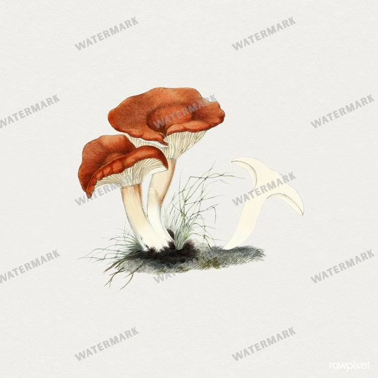 Botanical Vintage Prints