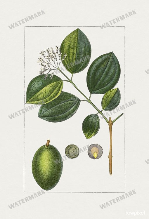Botanical Vintage Prints