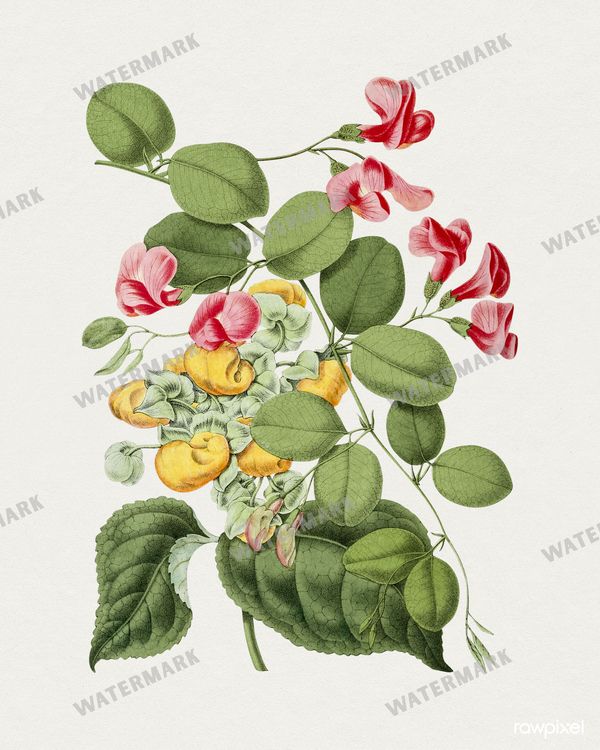 Botanical Vintage Prints