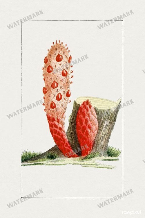 Botanical Vintage Prints