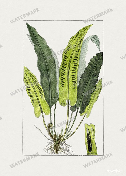 Botanical Vintage Prints