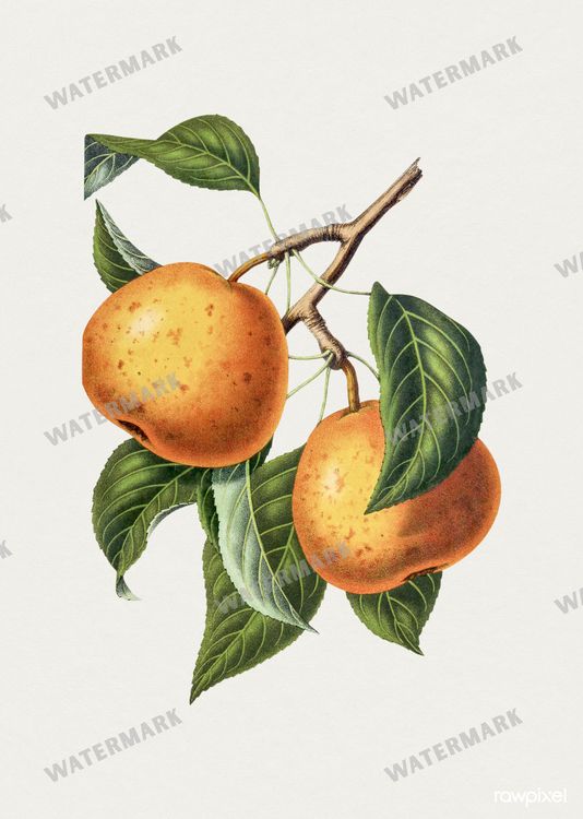 Botanical Vintage Prints
