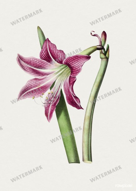 Botanical Vintage Prints