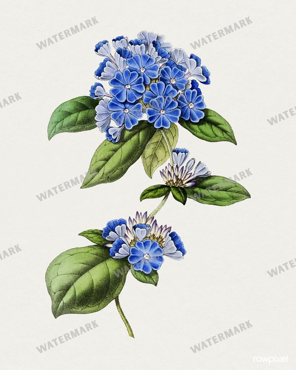 Botanical Vintage Prints