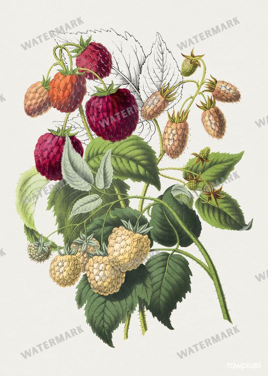 Botanical Vintage Prints