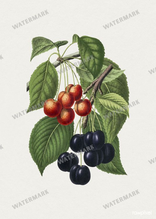 Botanical Vintage Prints