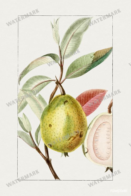 Botanical Vintage Prints
