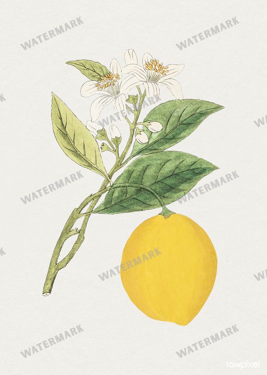 Botanical Vintage Prints