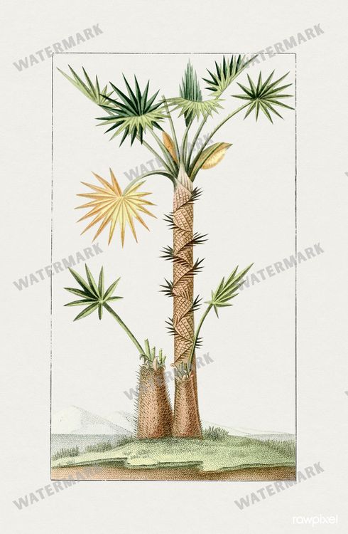 Botanical Vintage Prints