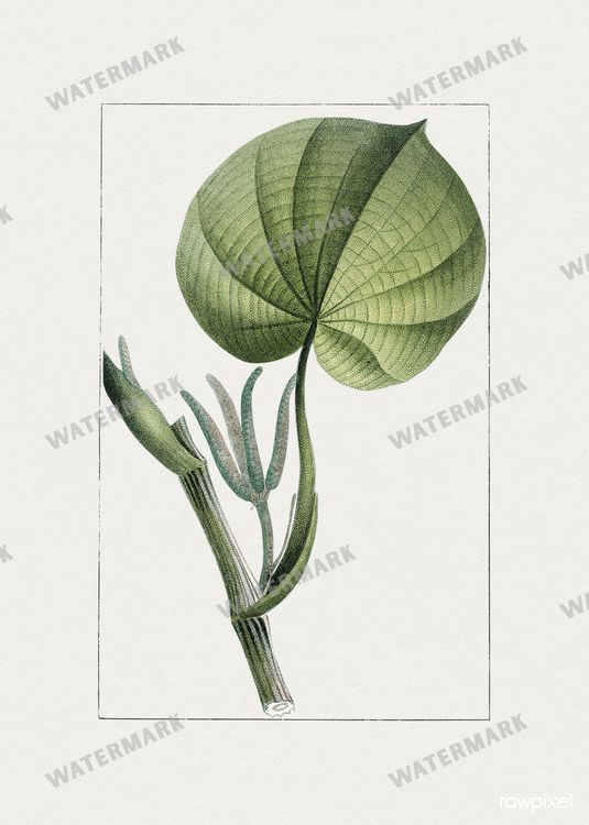 Botanical Vintage Prints