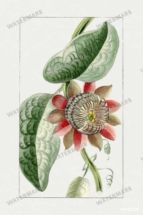 Botanical Vintage Prints