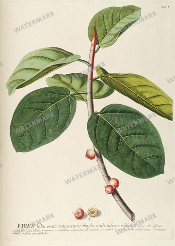 Botanical Vintage Prints
