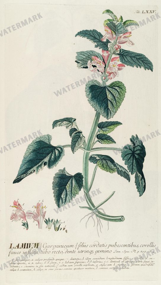 Botanical Vintage Prints