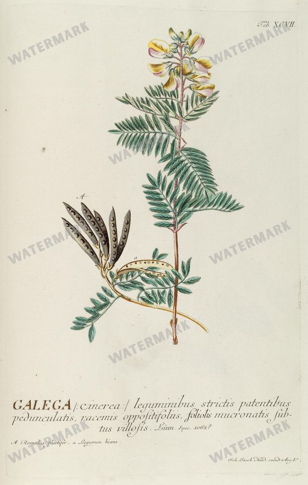 Botanical Vintage Prints