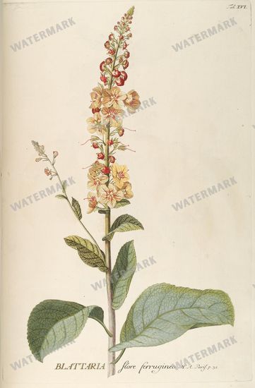 Botanical Vintage Prints