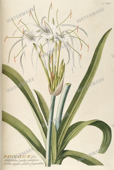 Botanical Vintage Prints