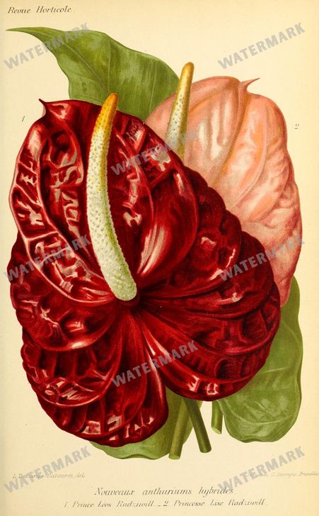 Botanical Vintage Prints