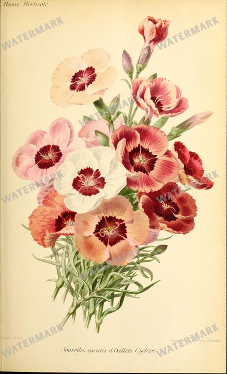 Botanical Vintage Prints