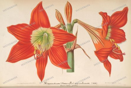 Botanical Vintage Prints