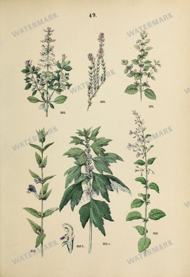 Botanical Vintage Prints