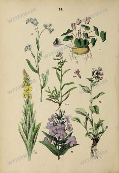 Botanical Vintage Prints