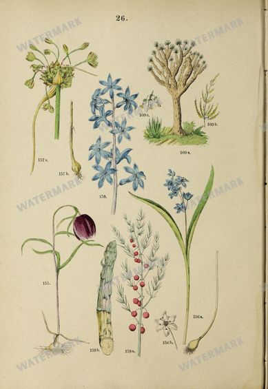 Botanical Vintage Prints