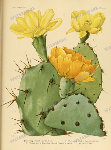 Cactus Vintage Prints