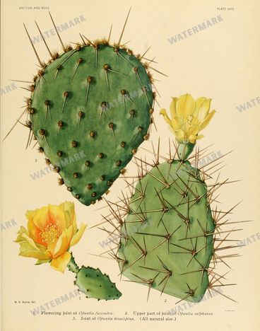 Cactus Vintage Prints