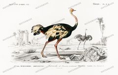 Dictionnaire Universel Dhistoire Naturelle Vintage Prints