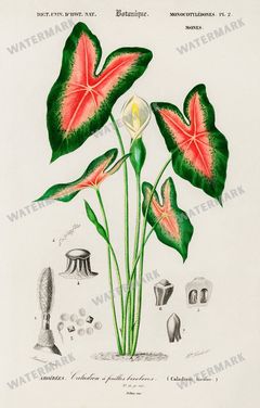 Dictionnaire Universel Dhistoire Naturelle Vintage Prints