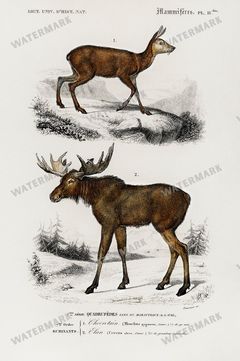 Dictionnaire Universel Dhistoire Naturelle Vintage Prints