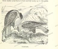 Fauna Vintage Prints