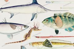 Fish Vintage Prints