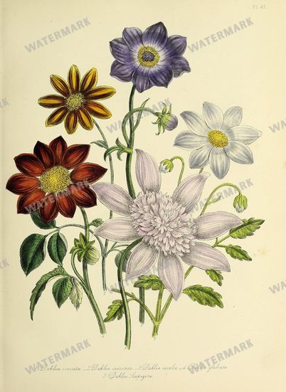 Floral Vintage Prints