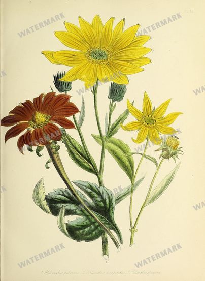 Floral Vintage Prints