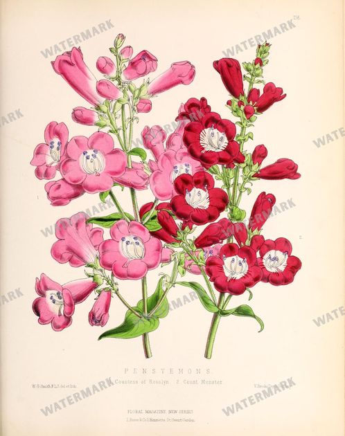 Floral Vintage Prints