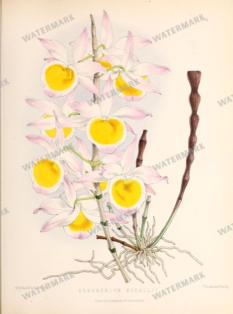 Floral Vintage Prints