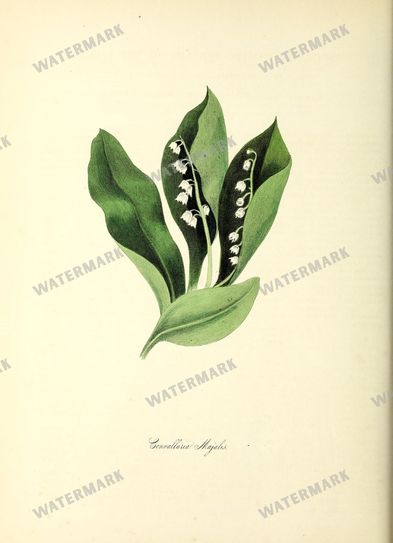Floral vintage illustration, printable digital download, image 7