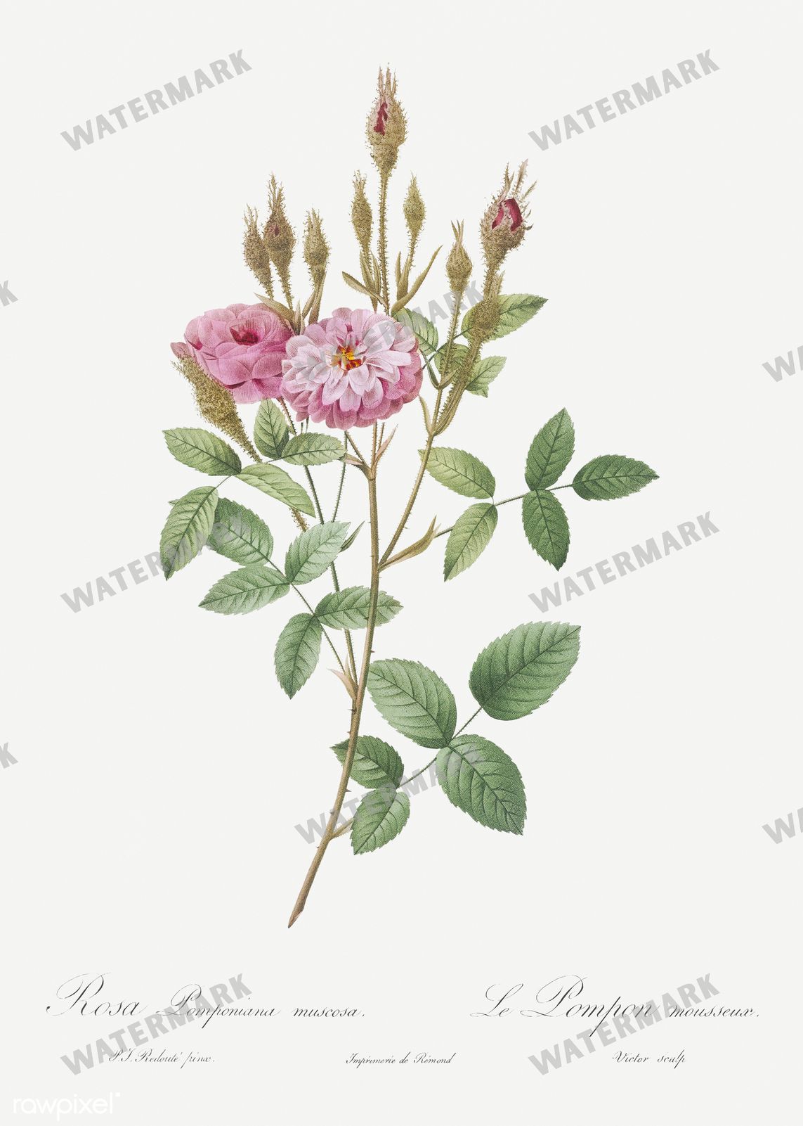 Floral Vintage Prints