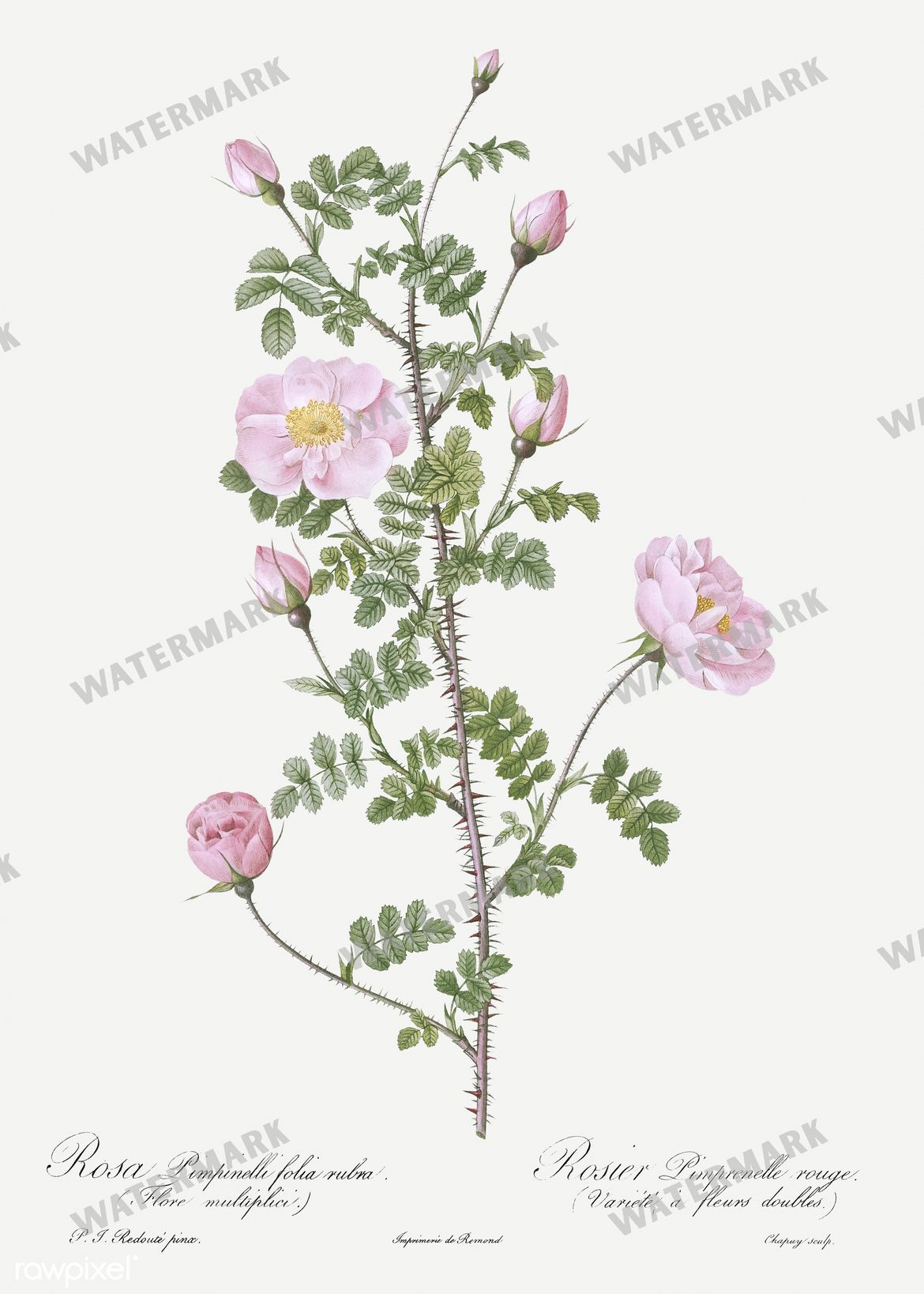 Floral Vintage Prints