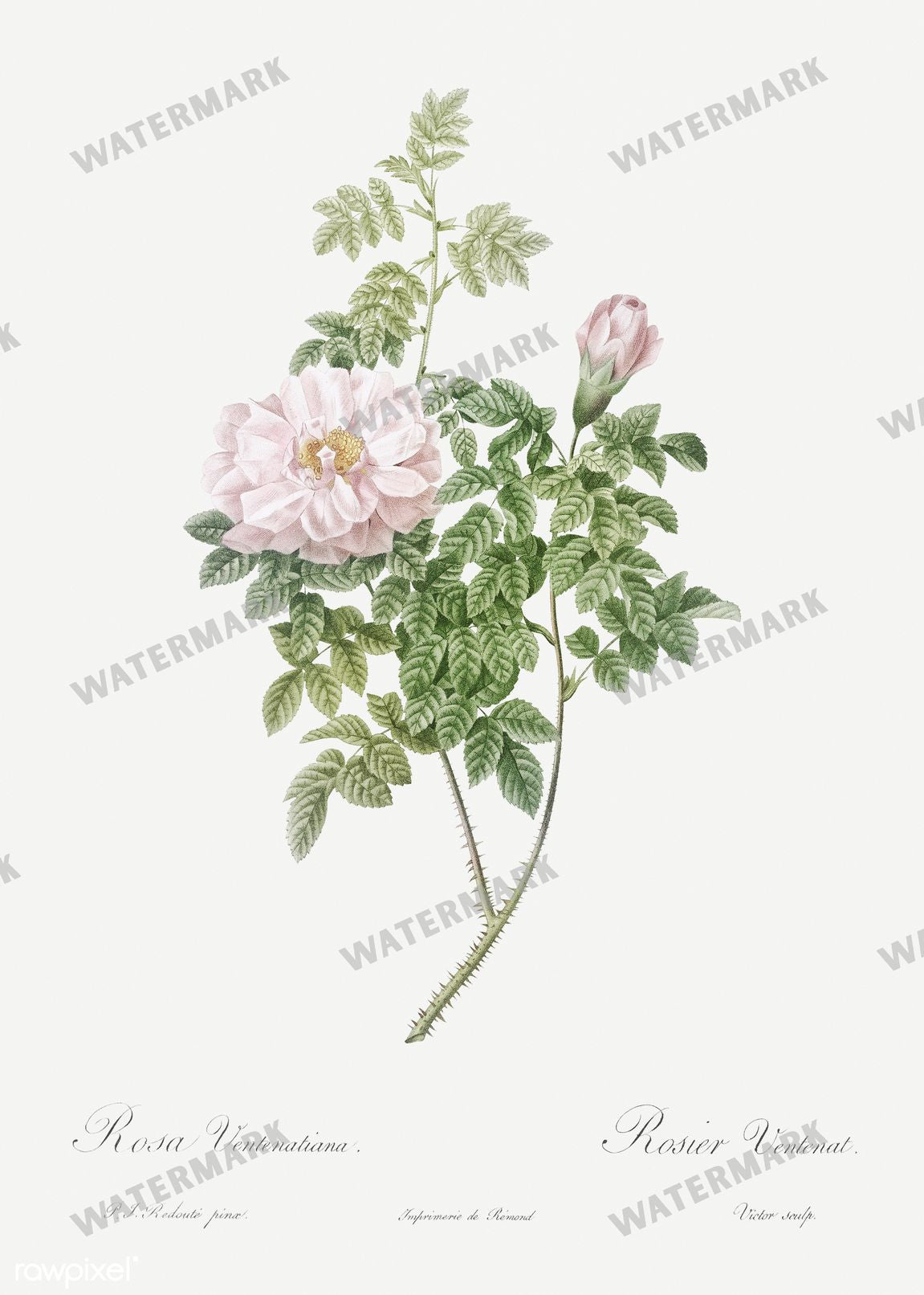 Floral Vintage Prints
