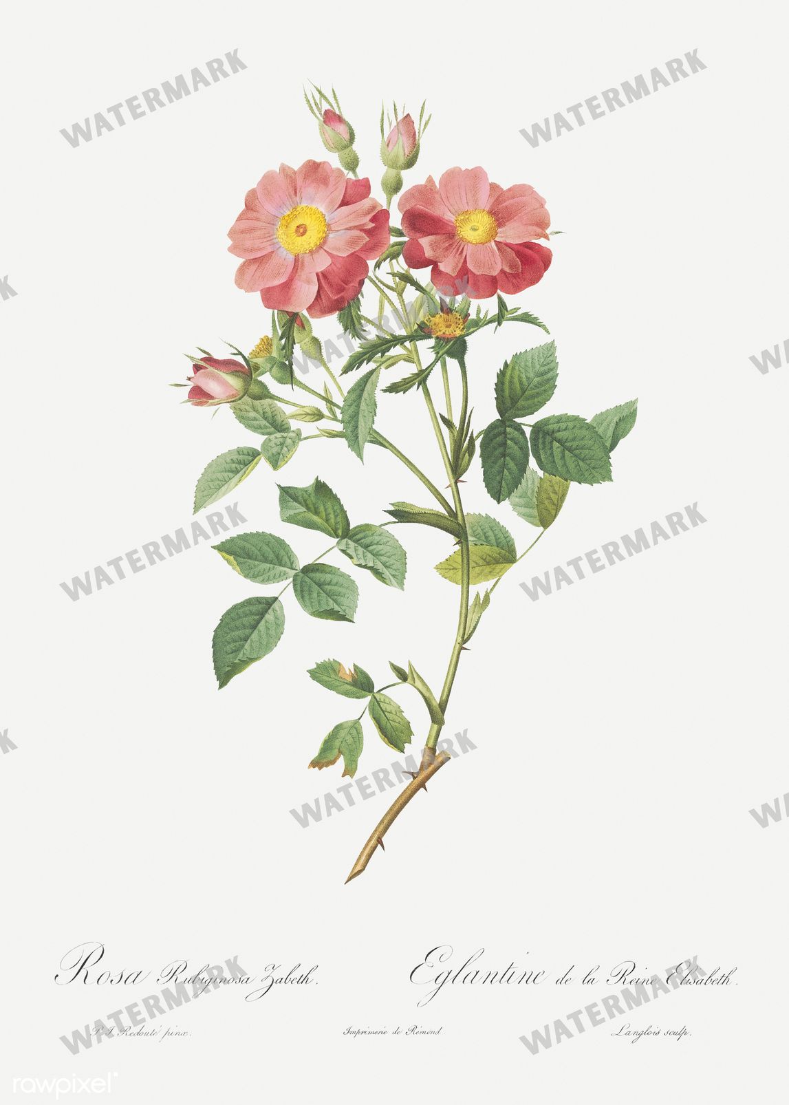 Floral vintage illustration, printable digital download, image 7